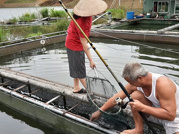 LẠ: Nuôi cá khủng trong lồng ở đập Hồ Ly, ngửi cá sống mà ít tanh?
