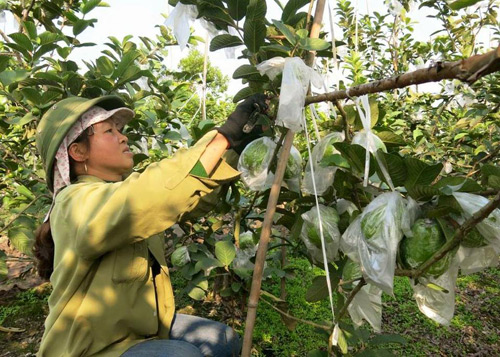 Bắt tay nhau đưa ổi VietGAP vào siêu thị, nông dân ở đây giàu