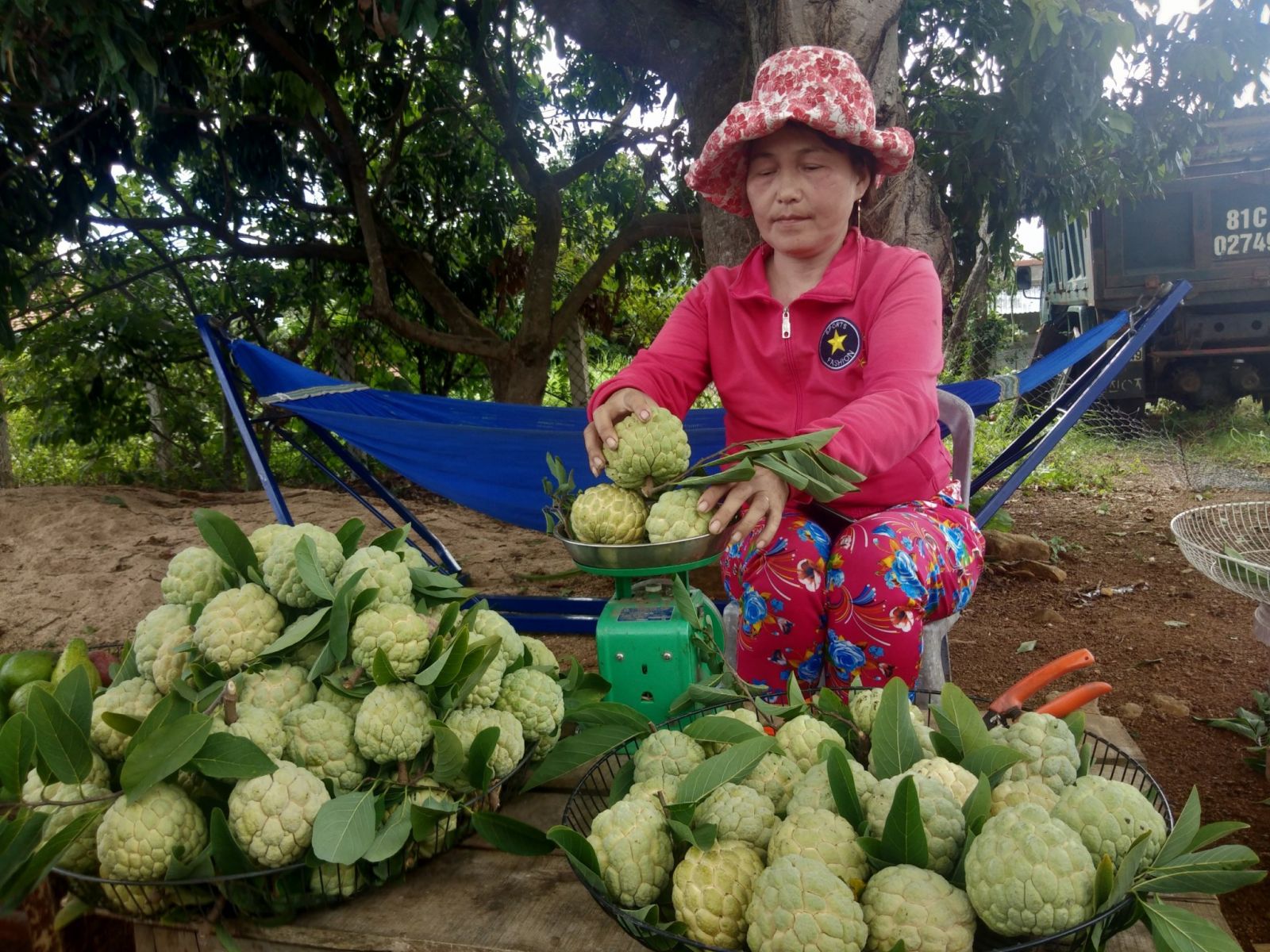 Trồng mía nợ như chúa chổm, chuyển sang trồng na thành triệu phú