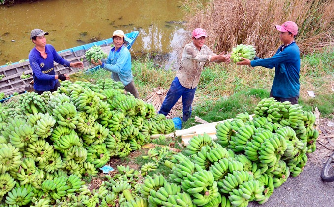 Kiên Giang: Choáng-lão nông chi tiền tỷ sắm xe tải chở chuối đi bán