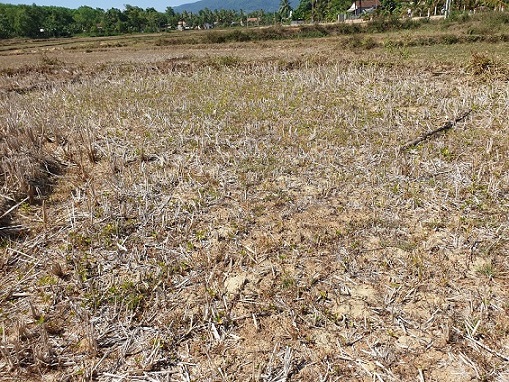 Bình Định “quay cuồng” vì hạn hán: Người khát, ruộng đồng nứt toác