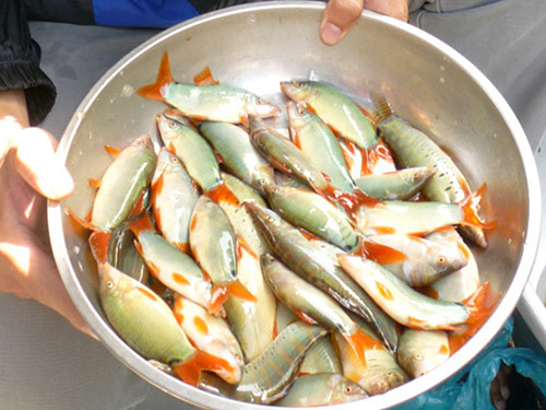 Gần nửa triệu đồng một kg cá heo nước ngọt nuôi ở An Giang