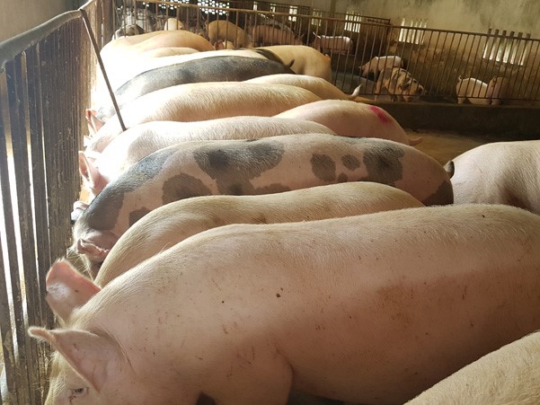 Giá heo hơi hôm nay 9/9: Chợ đầu mối bán vèo vèo, dự báo "bùng nổ" dịp tết?