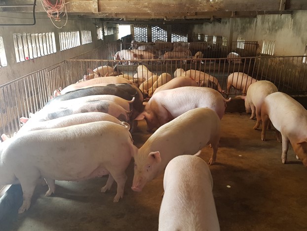 Giá heo hơi hôm nay 9/9: Chợ đầu mối bán vèo vèo, dự báo "bùng nổ" dịp tết?