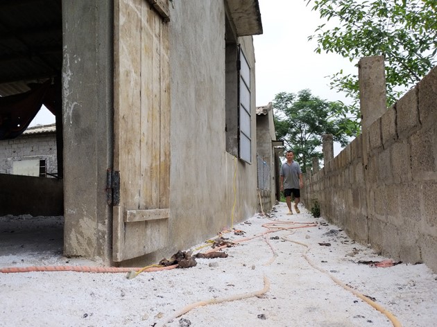 Liên tục mất tiền tỷ vì lợn, nông dân vẫn mong tái đàn từng ngày