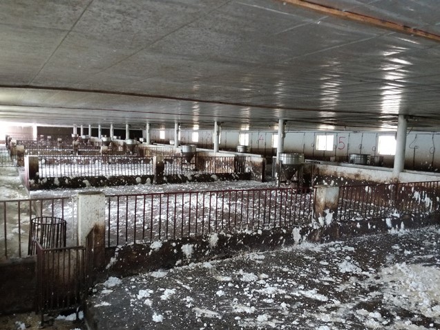 Liên tục mất tiền tỷ vì lợn, nông dân vẫn mong tái đàn từng ngày