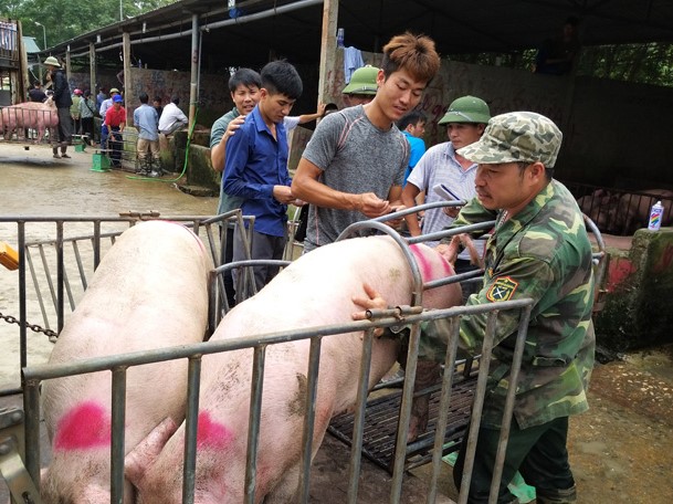 Giá lợn hơi miền Bắc duy trì mức cao: "Liều” tái đàn giữa vùng dịch