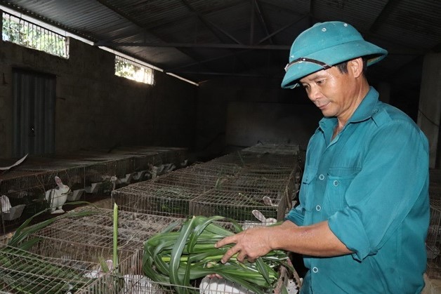 Lai Châu: Nuôi giống thỏ mắn đẻ, vừa khỏe người lại có tiền tiêu