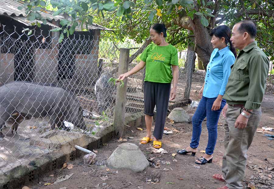 Nuôi loài heo rừng lông như chổi xể, bán đắt hàng