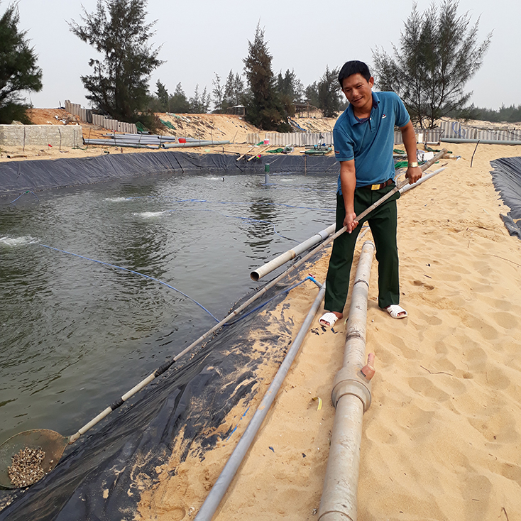 Quảng Bình: Tỷ phú đào ao trên cát nuôi loài ốc hương, bán đắt tiền