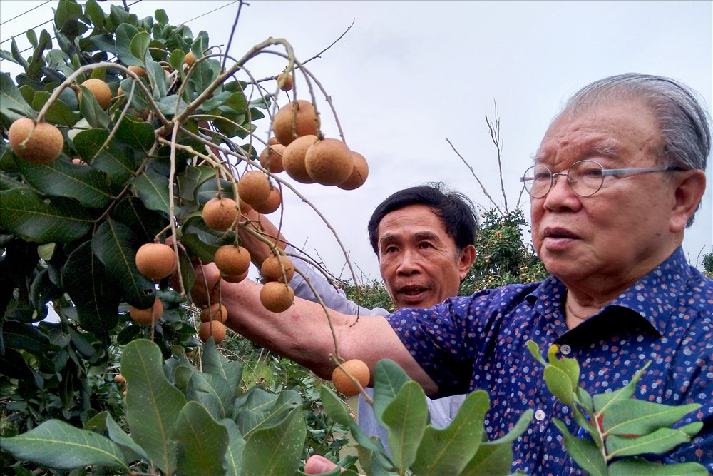 Trên cả đặc sản, giống nhãn đột biến ở Bạc Liêu được săn tìm