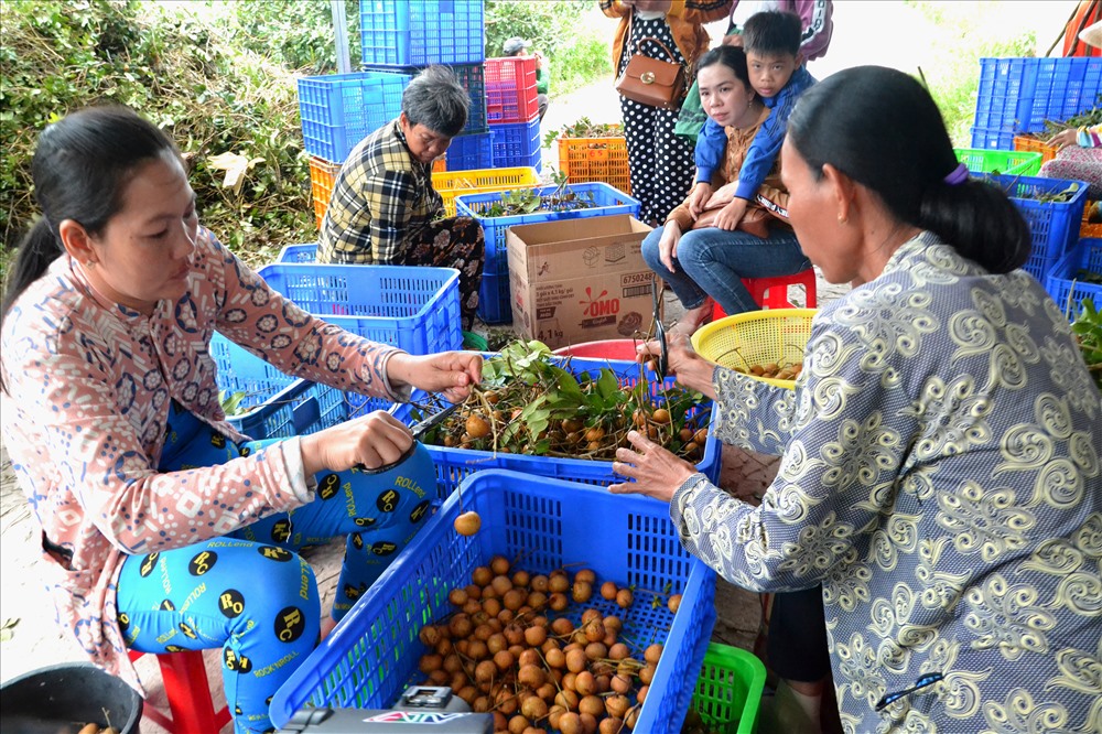 Trên cả đặc sản, giống nhãn đột biến ở Bạc Liêu được săn tìm