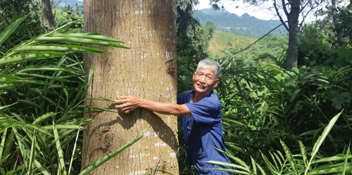 "Đại gia chân đất" Tây Bắc: Ngày ấy trồng gỗ, giờ có cả 1 rừng vàng