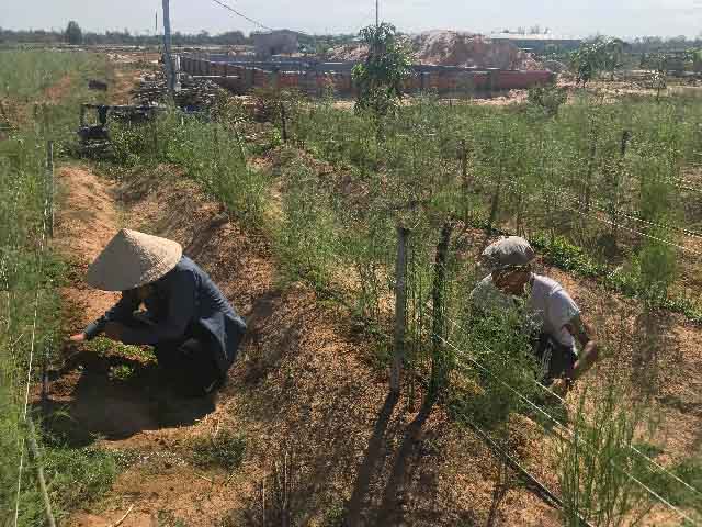 Quảng Nam: Giữa cát nắng chang chang, trồng cây lạ ra "rau vua"