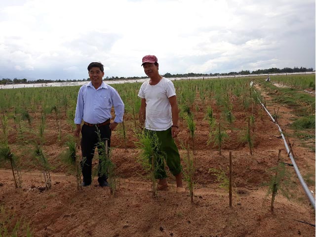 Quảng Nam: Giữa cát nắng chang chang, trồng cây lạ ra "rau vua"