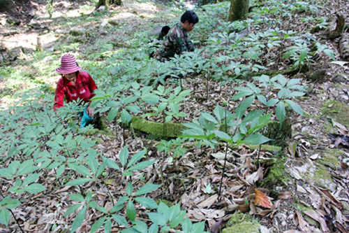 Giàu nhất vùng, tỷ phú Cadong trồng 10ha sâm Ngọc Linh trên rừng