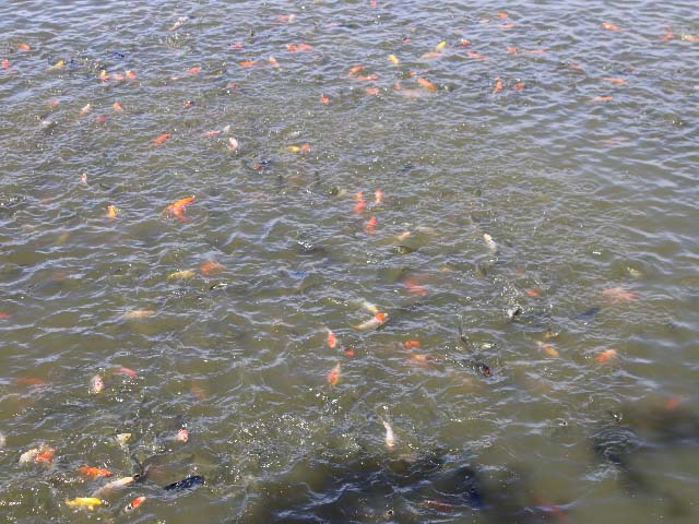 Đà Nẵng: Muốn giàu nuôi cá, muốn khá dân ở đây cũng nuôi cá