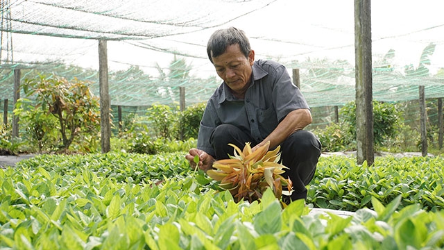 Đặc sản rau rừng Tây Ninh hiên ngang tiến vào các siêu thị lớn