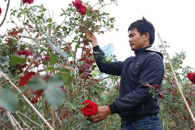 Chàng trai sở hữu vườn hoa hồng có chậu bán đến 150 triệu đồng