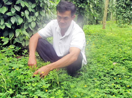 Nâng cao chất lượng cho tiêu nhờ trồng hoa, bón vỏ cua trong vườn